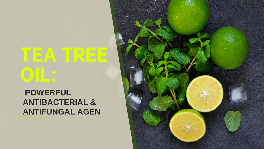 Tea Tree Oil: A Natural Solution for Bacteria and Fungi
